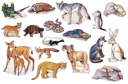 Жители пустыни животные для детей