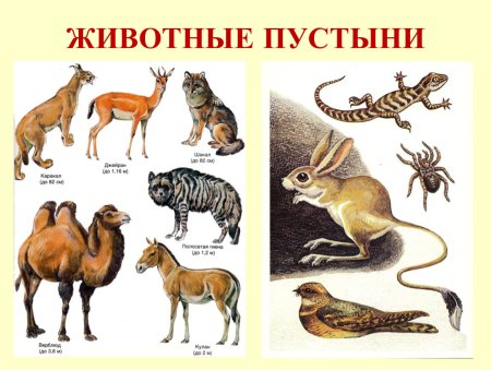 Обитатели пустыни для детей