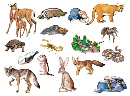 Обитатели пустыни для детей