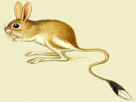 Тушканчик рисунок