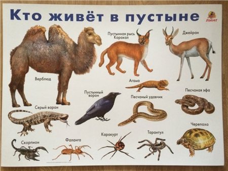 Какие животные обитают в пустынях