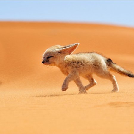 Пустынная лиса фенек