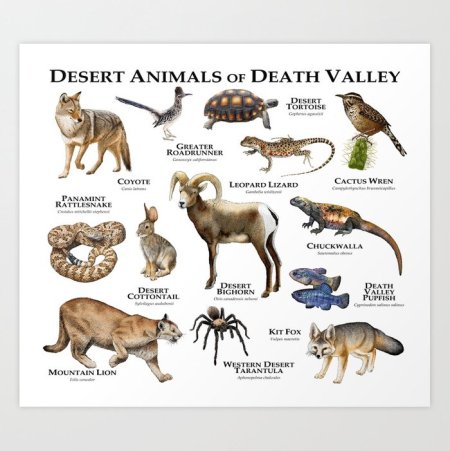 Тотемные животные пустыни