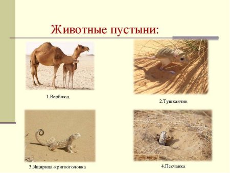 Животный мир пустынь и полупустынь Африки