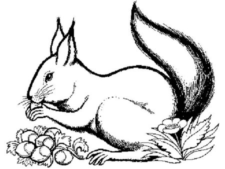 Раскраска Белочка с орешками