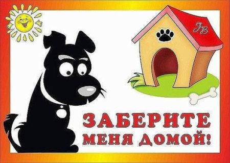 Собачка ищет дом