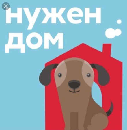 Срочно нужен дом собаке