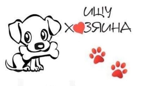 Картинка щенок ищет хозяина