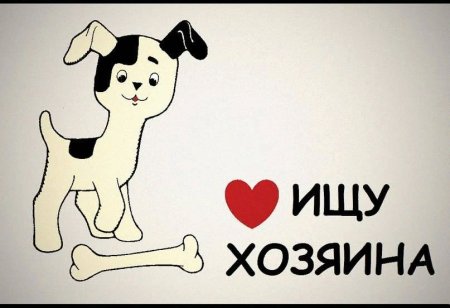 Собака ищет дом