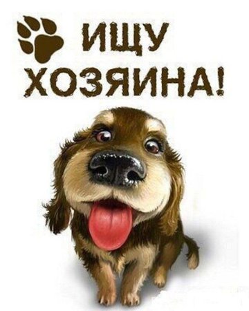 Собаке нужен дом