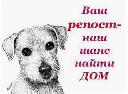 Щенки ищут дом