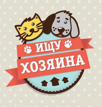 Питомец ищет дом