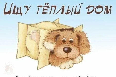 Хочу домой собака