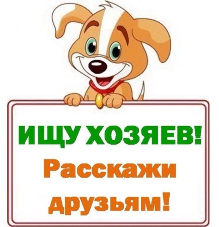 Собака ищет дом