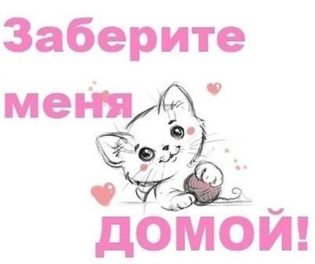 Котята ищут дом