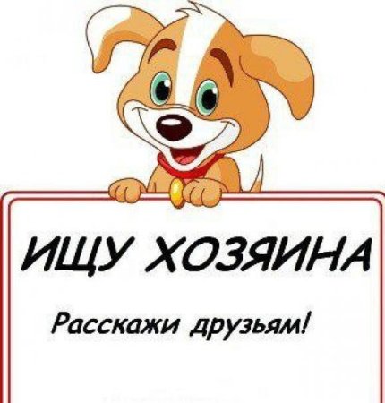 Щенки ищут дом