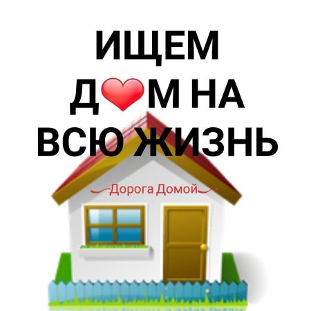 Собака ищет дом