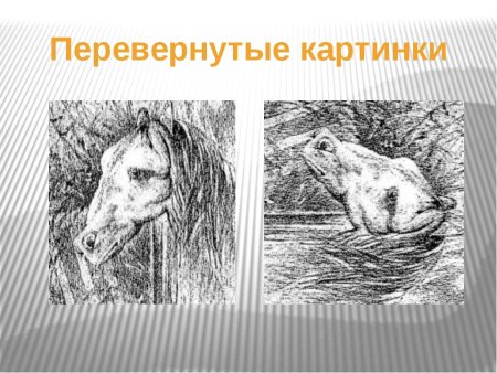 Попугай перевертыш