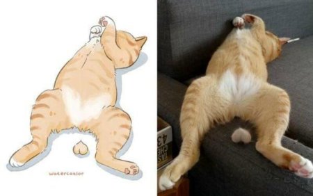 Кот Мем
