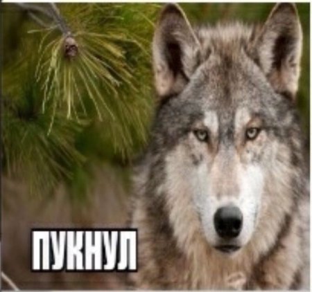 Мемы с волками
