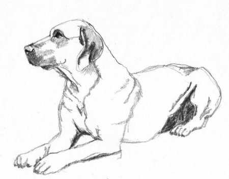 Зарисовки животных