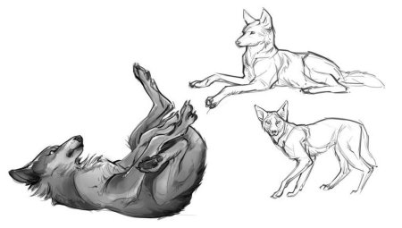 Волк референс щенок