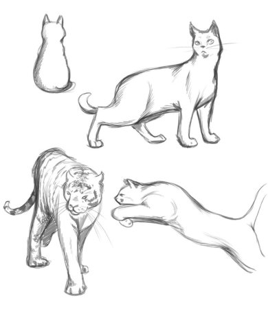 Тигр рисунок