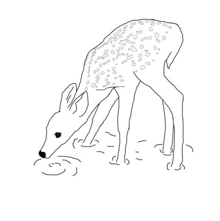 Косуля карандашом