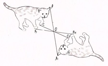 Координатные прямые легкие рисунки
