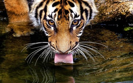 Животные пьют воду