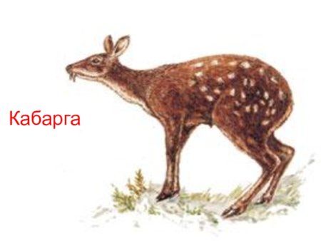 Сибирская кабарга рисунок