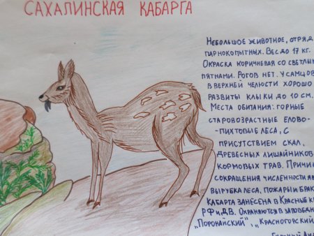Животные красной книги кабарга