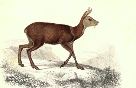 Косуля раскраска для детей