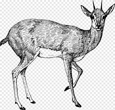 Himalayan Musk Deer