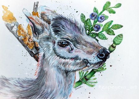Кабарга рисунок
