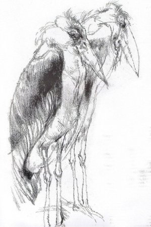 Виктор Амбруш Наброски животных