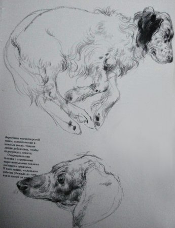 Виктор Амбруш Наброски животных