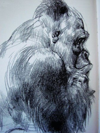 Виктор Амбруш Наброски