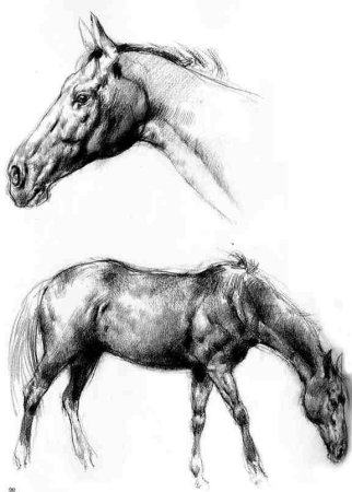 Набросок лошади Виктор Амбруш