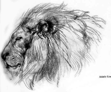 Виктор Амбруш Наброски животных