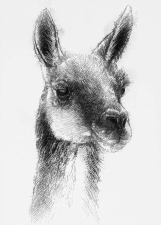 Виктор Амбруш Наброски