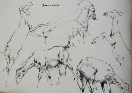 Наброски Виктора Амбруша