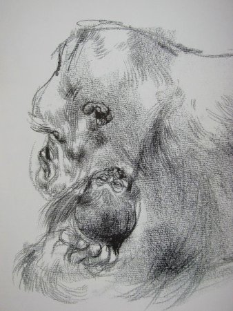 Наброски животных Виктора Амбруша