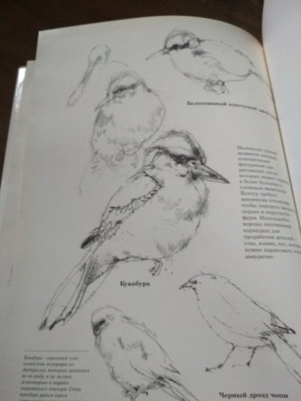 Виктор Амбруш Наброски