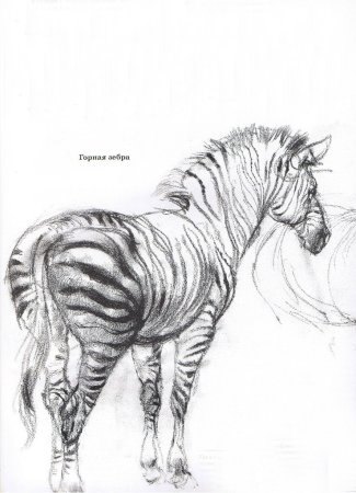 Амбруш Наброски животных