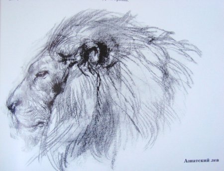 Наброски животных Виктора Амбруша