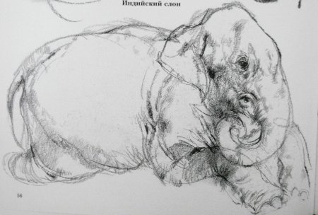 Виктор Амбруш Наброски животных