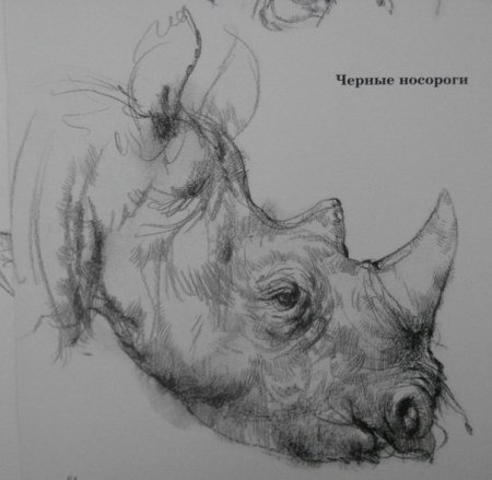 Красивые рисунки для скетчбука петуха