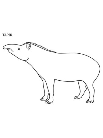 Тапир раскраска