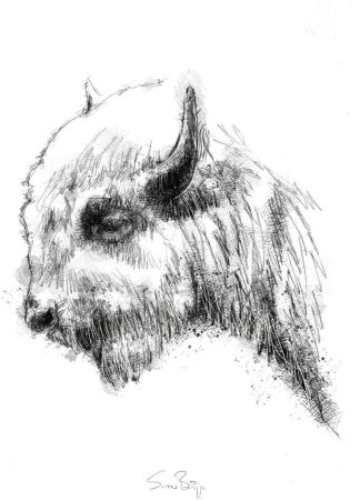 Набросок лошади Виктор Амбруш